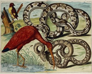 Pássaros e cobras, placa 62, de "As coisas mais ricos tesouros naturais Nova Descrição", 1734-1765 de Dutch School
