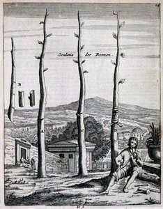 Árvores frutíferas, de De Nederlandze Hespérides por Jan Commelin, publicado em 1676 de Dutch School
