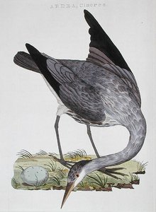 Heron, publicado em Amsterdão de Dutch School