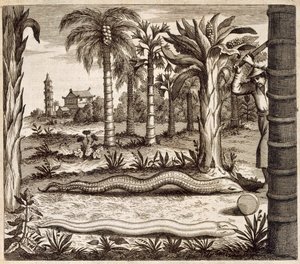 A Serpente de Pedra, da China Ilustrada por Athanasius Kircher (1601-80) 1667 de Dutch School
