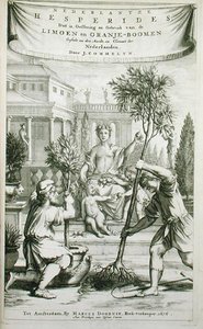 Página de título de "De Nederlandze Hesperides" de Jan Commelin, publicada em 1676 (gravura) de Dutch School