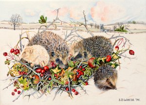 Ouriços em Hedgerow Basket, 1996 (acrílico sobre tela)