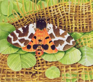 Tiger Moth, 1999 (acrílico sobre papel)
