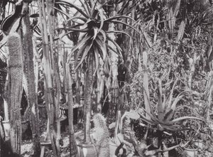 Jardins de Kew, c.1900 (fotografia a preto e branco) de E. J. Wallis