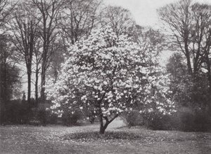 Jardins de Kew, c.1900 (fotografia a preto e branco) de E. J. Wallis
