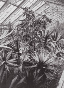 Jardins de Kew, c.1900 (fotografia a preto e branco) de E. J. Wallis