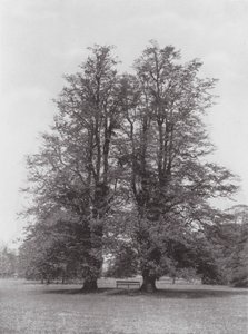 Jardins de Kew, c.1900 (fotografia a preto e branco) de E. J. Wallis