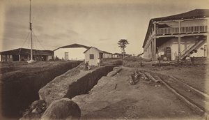 Floresta. de Eadweard Muybridge