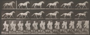 Locomoção Animal. Uma Investigação Eletrofotográfica de Fases Consecutivas de Animais..., década de 1880. de Eadweard Muybridge