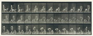 Locomoção Animal. Uma Investigação Eletrofotográfica de Fases Consecutivas de Animais..., década de 1880. de Eadweard Muybridge