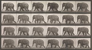 Floresta. de Eadweard Muybridge