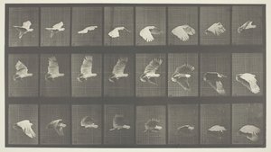 Locomoção Animal, Placa 758, 1887. de Eadweard Muybridge