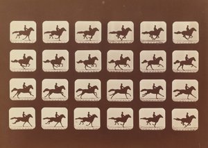 Floresta. de Eadweard Muybridge