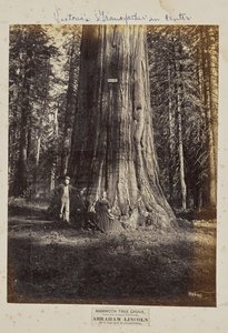 Bosque de Mammoth Tree, Condado de Calaveras, Califórnia. Abraham Lincoln. 320 pés de altura, 54 pés de circunferência