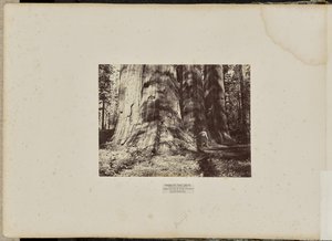 Bosque de Mammoth Tree, Condado de Calaveras, Califórnia. O Grupo das Bruxas de Salém. Média de 300 pés de altura, 65 pés de circunferência