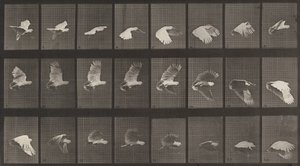 Placa número 758. Cacatua voando, 1887. de Eadweard Muybridge