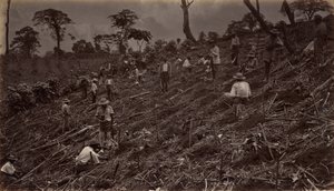 Estabelecendo uma plantação de café em Antigua de Guatemala, 1875, publicado em 1877. de Eadweard Muybridge