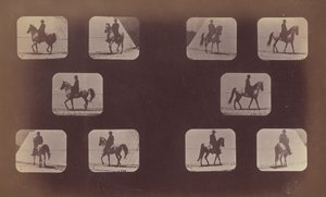 Floresta. de Eadweard Muybridge