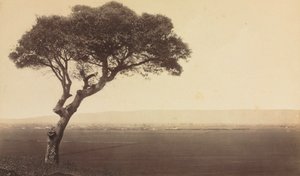Sem título (Paisagem perto de Watsonville, Califórnia)