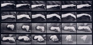 Um Estudo de Movimento de uma Mão, c.1872-1885 de Eadweard Muybridge
