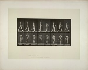 Locomoção animal: tecido da pelve masculina, 1887. de Eadweard Muybridge