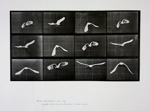 Pássaro voando, placa 762 de &39;Animal Locomotion&39;, 1887 de Eadweard Muybridge
