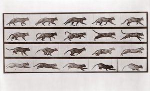 Trote e galope de gato, placa 717 da locomoção do animal, 1887 de Eadweard Muybridge