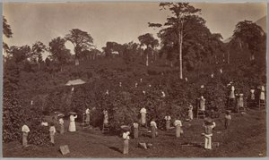 Colheita de café, Las Nubes, Guatemala de Eadweard Muybridge