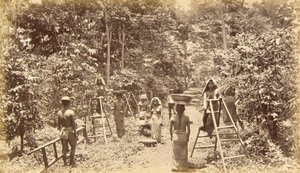 Colheita de café em San Isidro - altitude de 1000 pés, Guatemala de Eadweard Muybridge