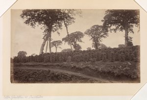 Plantação de café em Las Nubes, Guatemala de Eadweard Muybridge