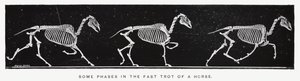 Eadweard Muybridge: Algumas fases do trote rápido de um cavalo (foto a p/b) de Eadweard Muybridge