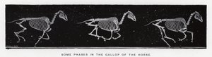 Eadweard Muybridge: Algumas fases no galope do cavalo de Eadweard Muybridge