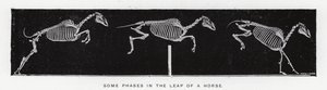 Eadweard Muybridge: Algumas fases do salto de um cavalo (foto a p/b) de Eadweard Muybridge