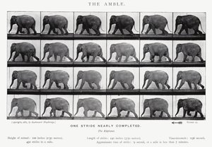 Eadweard Muybridge: O Âmbar (foto a p/b) de Eadweard Muybridge