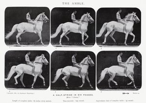 Eadweard Muybridge: The Amble de Eadweard Muybridge