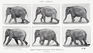 Eadweard Muybridge: The Amble de Eadweard Muybridge