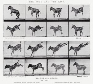 Eadweard Muybridge: The Buck and the Kick (foto a p/b)
