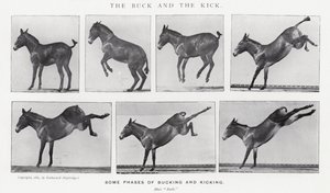 Eadweard Muybridge: The Buck and the Kick (foto a p/b) de Eadweard Muybridge