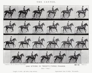 Eadweard Muybridge: The Canter de Eadweard Muybridge