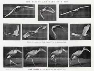 Eadweard Muybridge: O Vôo e o Passeio das Aves (foto a p/b)