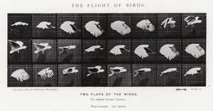 Eadweard Muybridge: O Vôo das Aves (foto a p/b) de Eadweard Muybridge