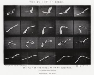 Eadweard Muybridge: O Vôo das Aves (foto a p/b) de Eadweard Muybridge