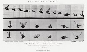 Eadweard Muybridge: O Vôo das Aves (foto a p/b) de Eadweard Muybridge