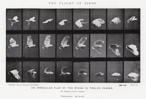 Eadweard Muybridge: O Vôo das Aves (foto a p/b) de Eadweard Muybridge