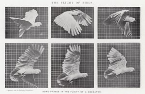 Eadweard Muybridge: O Vôo das Aves (foto a p/b)