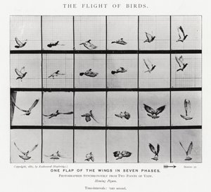 Eadweard Muybridge: O Vôo das Aves (foto a p/b) de Eadweard Muybridge