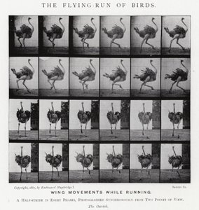 Eadweard Muybridge: The Flying-Run of Birds (foto a p/b) de Eadweard Muybridge