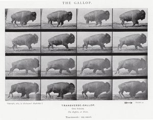 Eadweard Muybridge: O Galope (foto a p/b) de Eadweard Muybridge