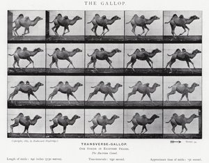 Eadweard Muybridge: O Galope (foto a p/b) de Eadweard Muybridge