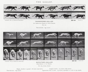 Eadweard Muybridge: O Galope (foto a p/b) de Eadweard Muybridge